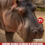 Gobierno plantea eutanasia de 80 hipopótamos para frenar su expansión en Colombia.