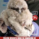 Policía rescata búho en condición de vulnerabilidad.