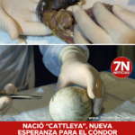 Nació “Cattleya”, nueva esperanza para el cóndor andino en Colombia.